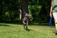 Load and play video in Gallery viewer, Free n&#39; Fun 30ft/50ft Rope Leash
