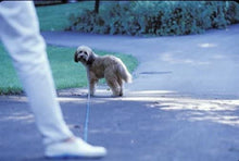 Load image into Gallery viewer, Free n&#39; Fun 30ft/50ft Rope Leash
